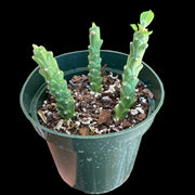 Monadenium rhizophorum
