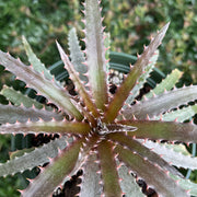 Dyckia 'Snaggletooth' x reitzii v. rubra