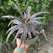 Dyckia 'Toothy' f2