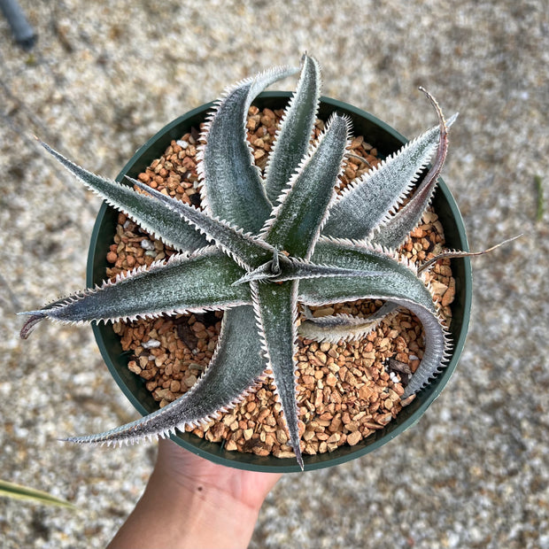 Dyckia 'Wasabi'