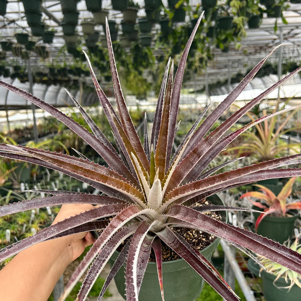 x Sincoraechmea (chantinii 'Black' x Sincoraea ulei)