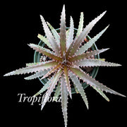 Dyckia 'Snaggletooth' x reitzii v. rubra