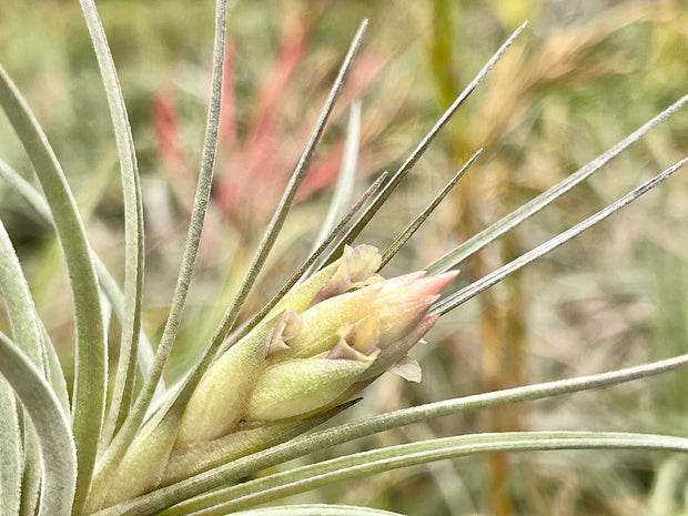 Tillandsia 'Kybong'