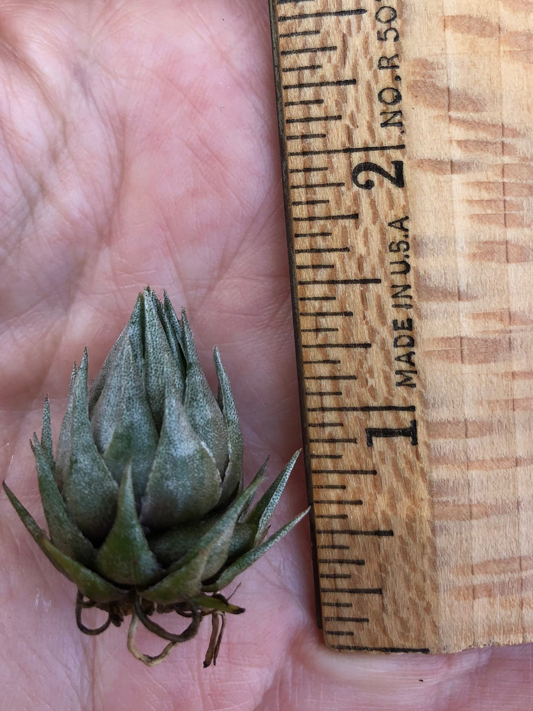Tillandsia kautskyi – Tropiflora