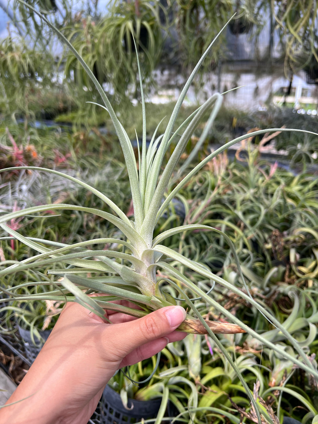 Tillandsia チランジア goomong Tillandsia 'Goomong' – Tropiflora