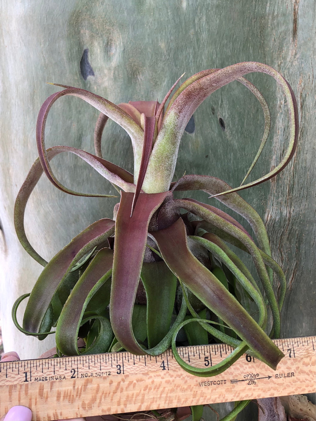 Tillandsia 'Red Robin' – Tropiflora