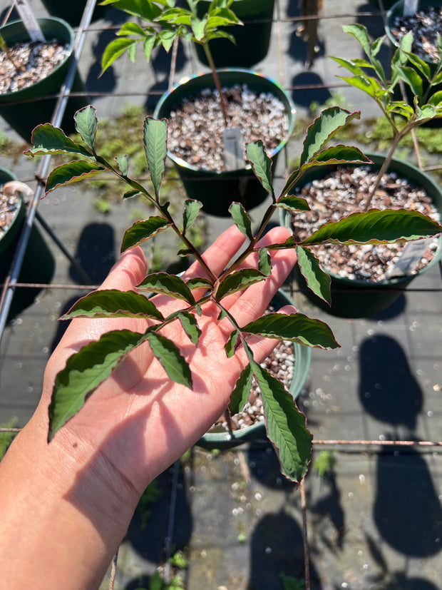 Amorphophallus linearis