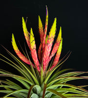 Tillandsia 'Triton'