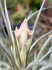 Tillandsia 'Kybong'