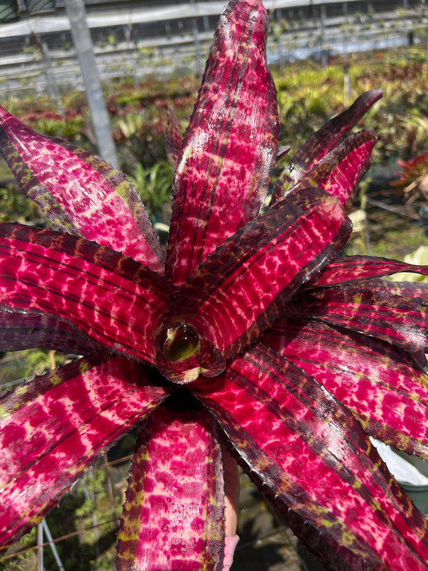 Neoregelia 'Magnablaze'