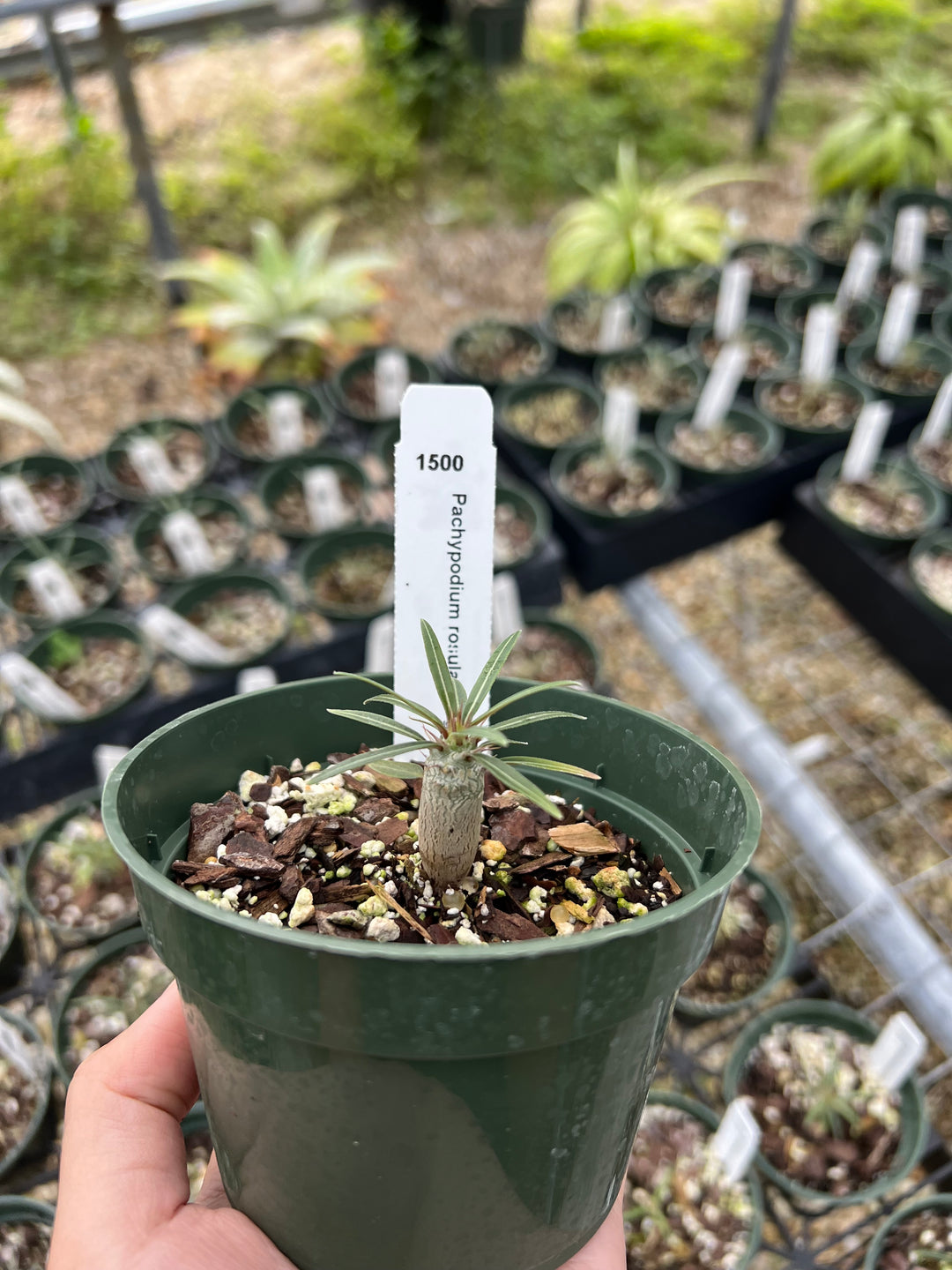 Pachypodium gracilius – Tropiflora