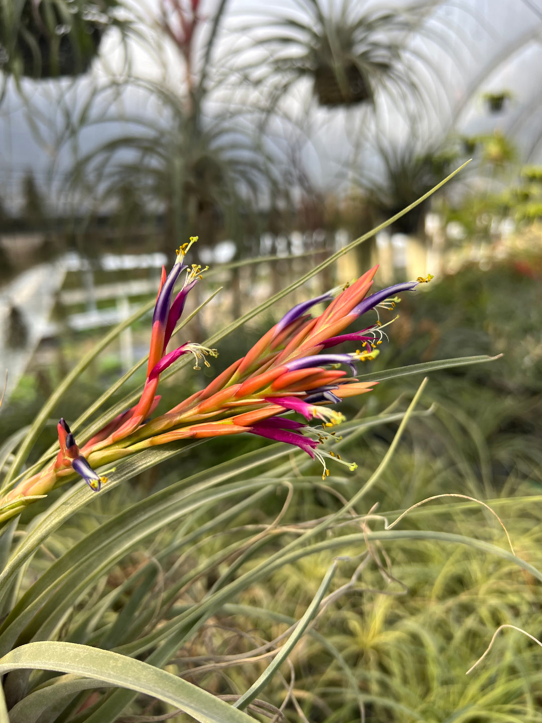 Tillandsia flagellata – Tropiflora