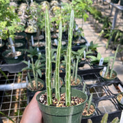 Senecio stapelioides