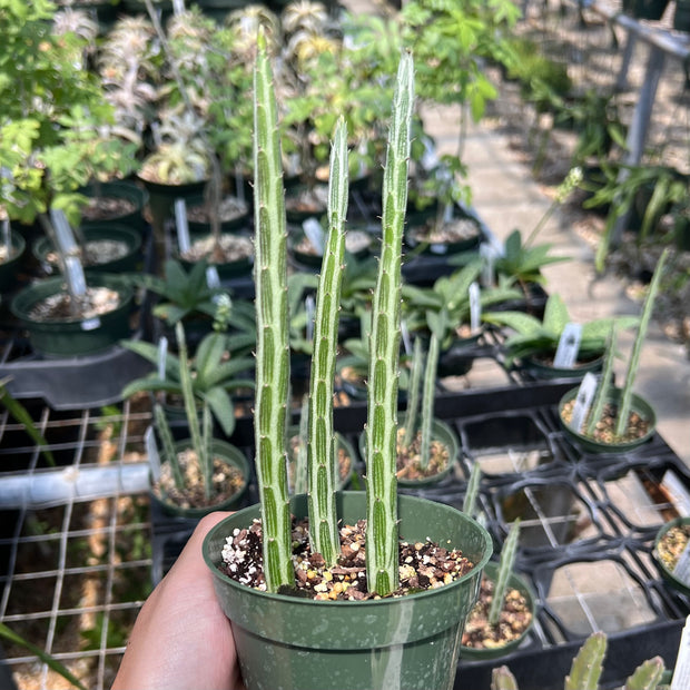 Senecio stapelioides