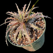 Dyckia goehringii Red