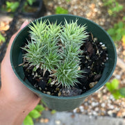 Deuterocohnia brevifolia v. chlorantha