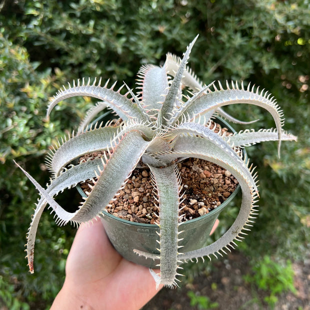 Dyckia delicata x 'T-Rex'