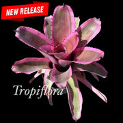 Neoregelia 'Secret Agent'