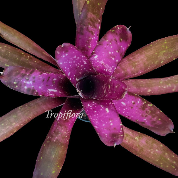 Neoregelia 'Midnight Marble'