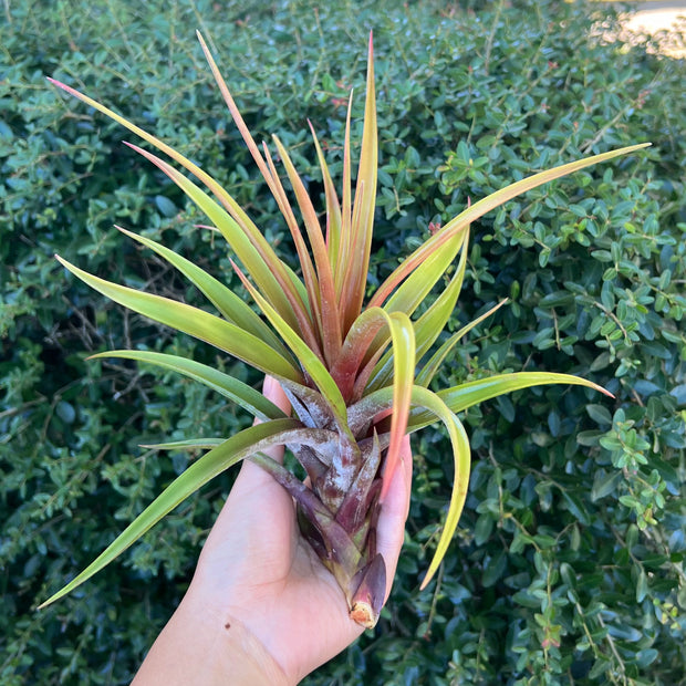 Tillandsia novakii