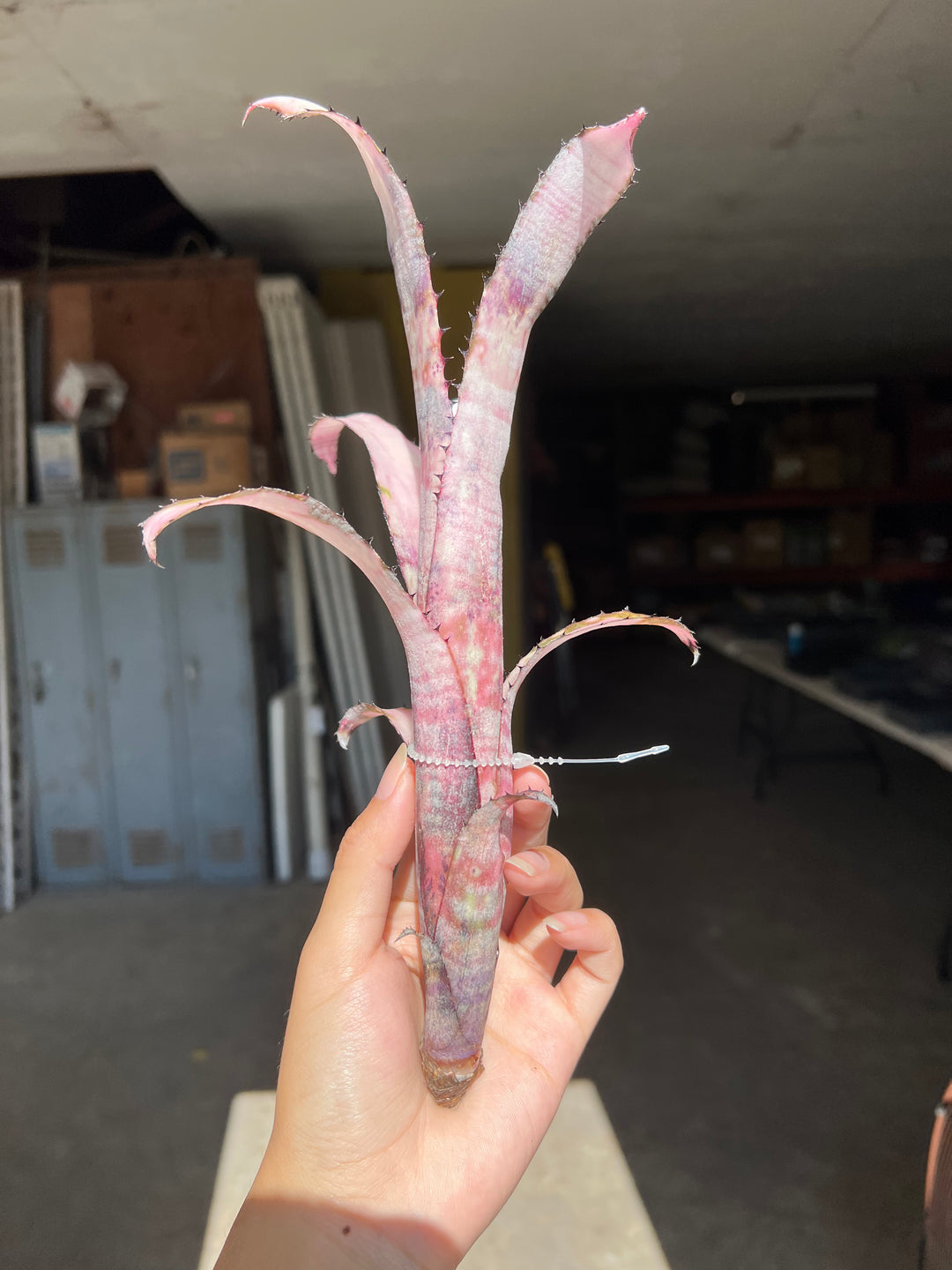Billbergia 'Pipeline' – Tropiflora