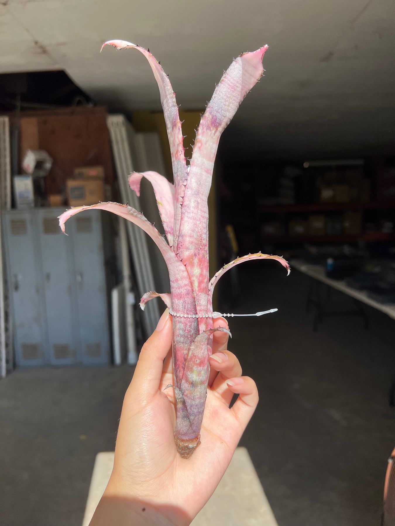 Billbergia 'Pipeline' – Tropiflora