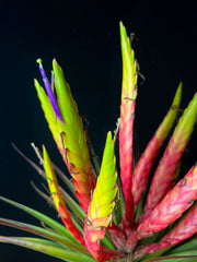 Tillandsia 'Triton'