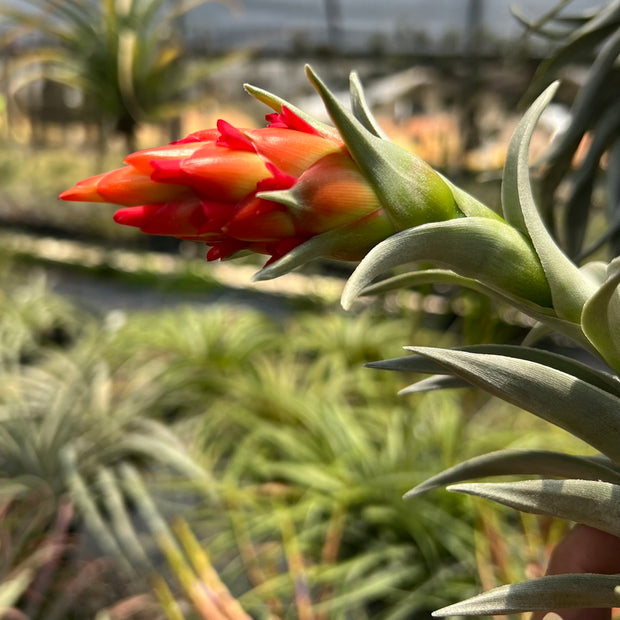 Tillandsia iglari (formerly known as edithae 'Green Form')