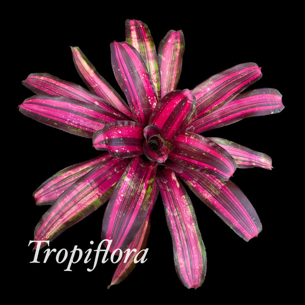 Neoregelia 'Streaker'