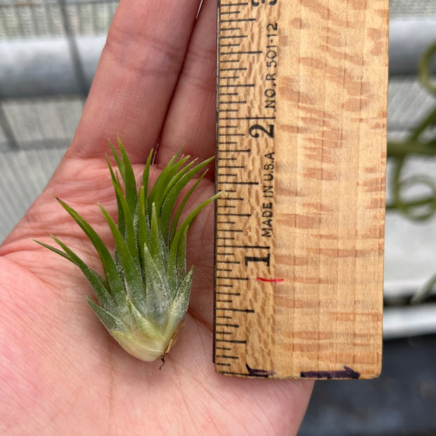 Tillandsia ionantha v. stricta forma fastigiata 'Peanut'