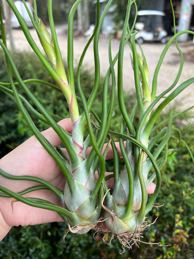 Tillandsia 'Bulbous Baby'