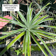 Hechtia 'Lynn'