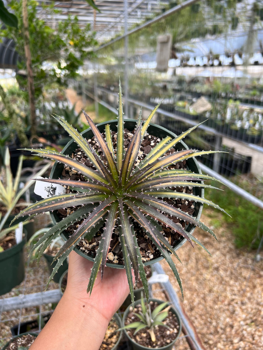 Dyckia 'Dakota' – Tropiflora