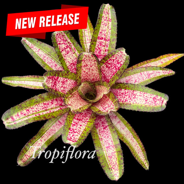 Neoregelia 'Acceleration'