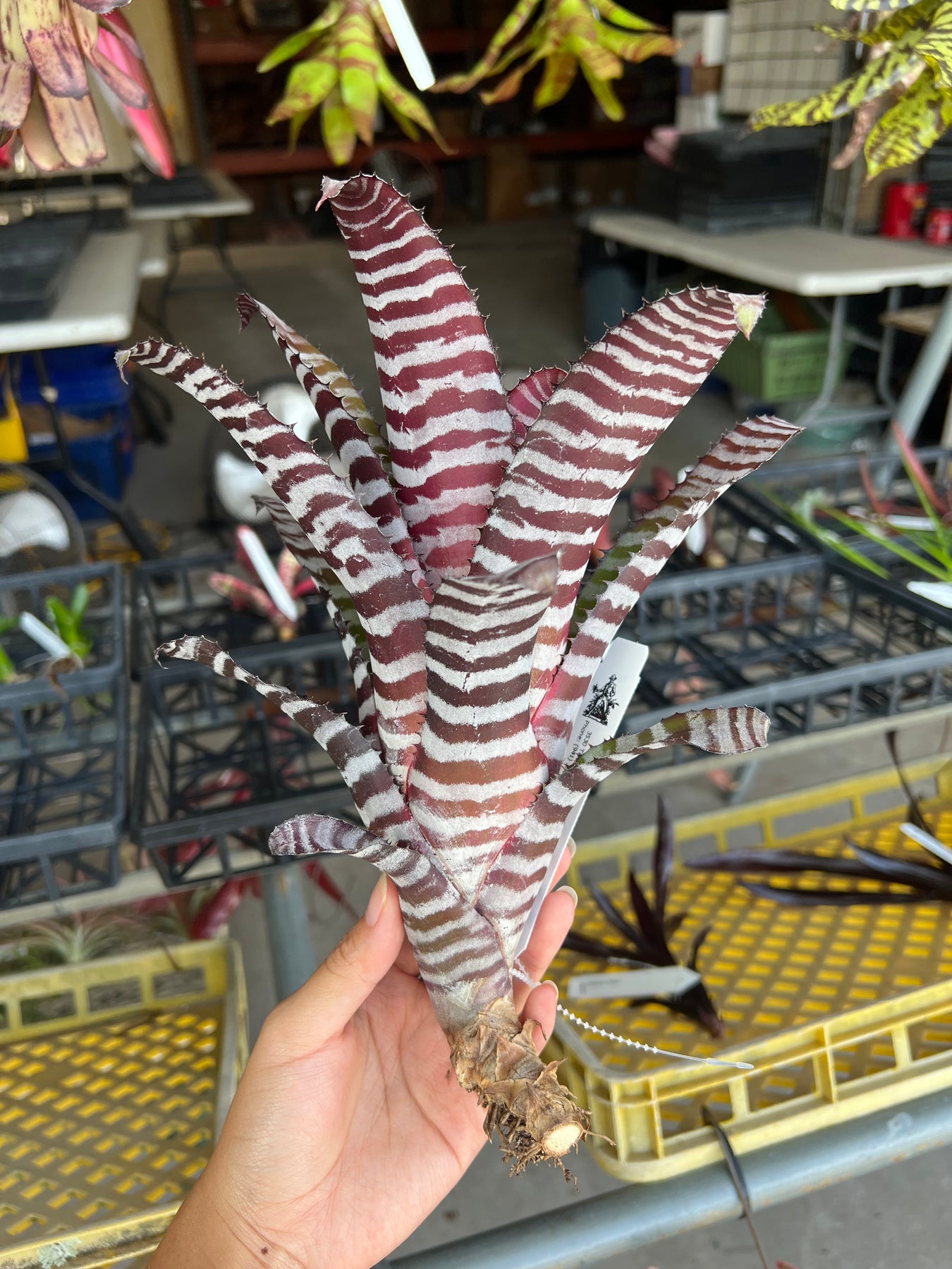 ブロメリア・エアープランツ Aechmea Black Ebony Aechmea chantinii 'Ebony' – Tropiflora