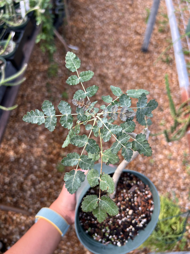 Boswellia dioscoridis