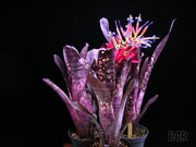 Billbergia 'Mucho Mas'