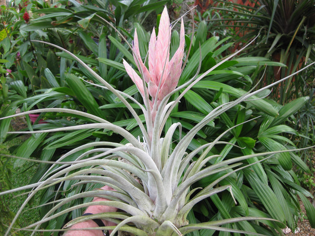 Tillandsia 'Cosmopolitan'