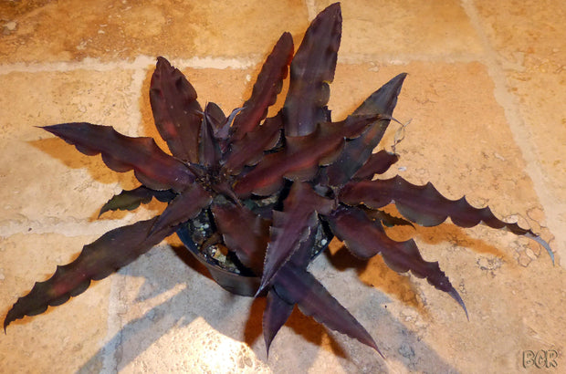 Cryptanthus 'Anubis'