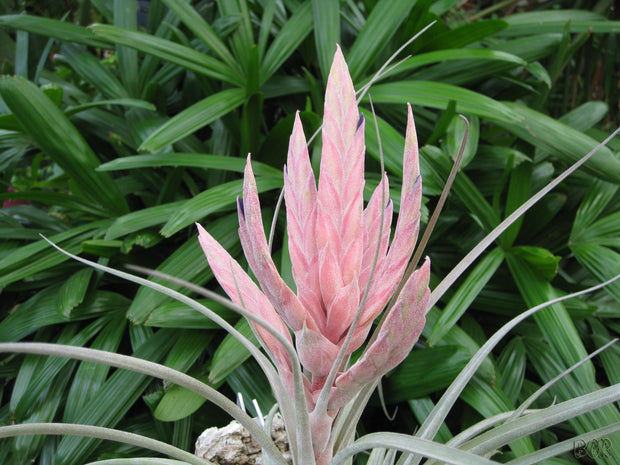 Tillandsia 'Cosmopolitan'