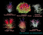 Tillandsia ionantha Collection