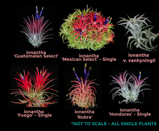 Tillandsia ionantha Collection