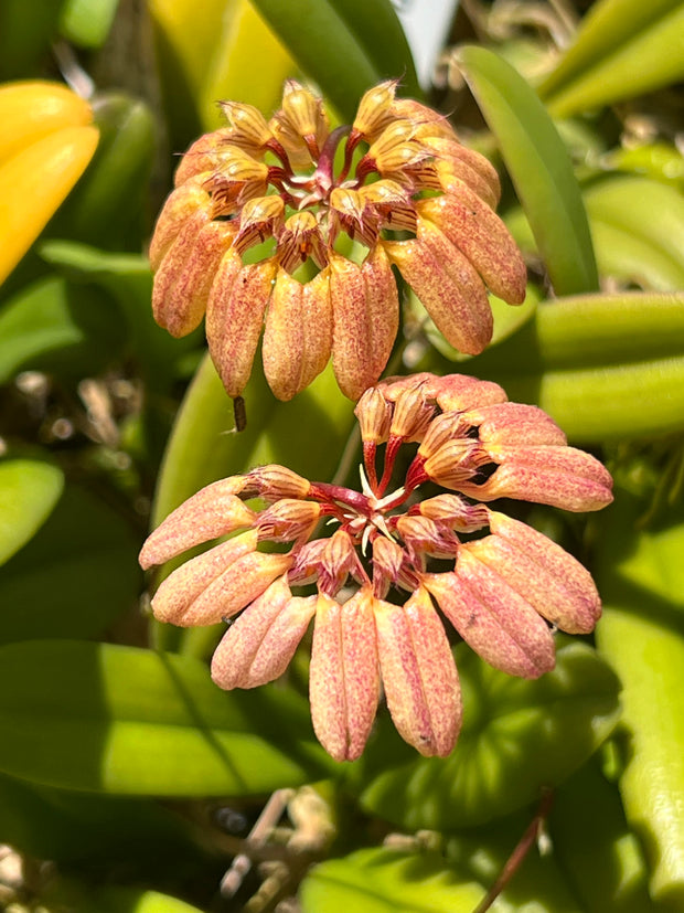 Bulbophyllum sikkimense