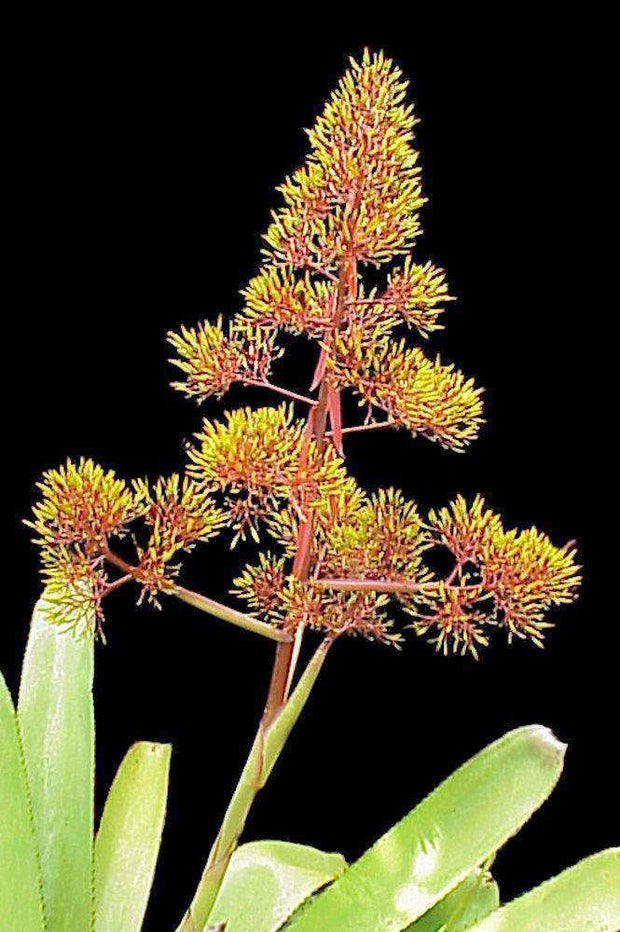 Aechmea leptantha - Tropiflora