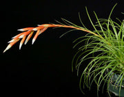 Vriesea correia-araujoi - Tropiflora