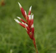 Vriesea correia-araujoi - Tropiflora