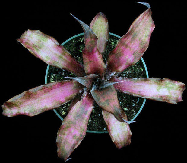 Cryptanthus 'Bag of Tricks' - Tropiflora