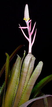 Aechmea bromeliifolia 'Rubra'