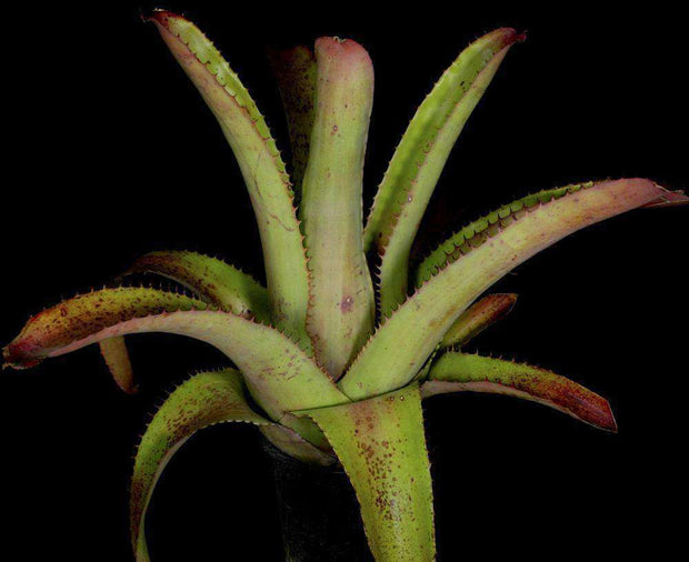 Aechmea bracteata 'Rubra' - Tropiflora