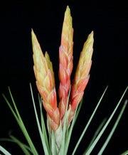 Tillandsia rhomboidea - Tropiflora